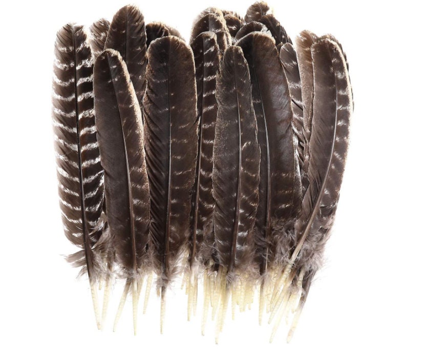 Natural Turkey Feathers